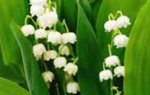 Bon 1er mai à tous